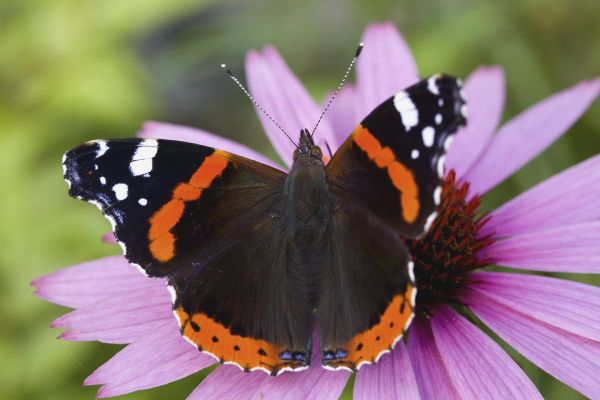 Atalanta meest getelde vlinder in Nederlandse tuin
