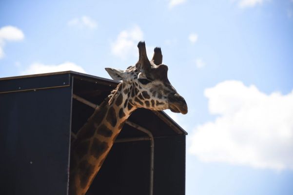 Bijzonder vervoer: een giraffe verhuist (fotoserie)