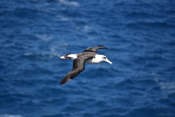 Albatros vliegt snel door zijn zwarte vleugels