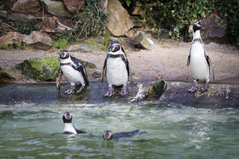 Jenine en Anne-Rie gaan op zoek naar het eerste pinguïn-ei
