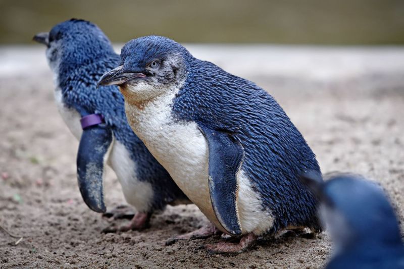 Zóveel soorten pinguïns!