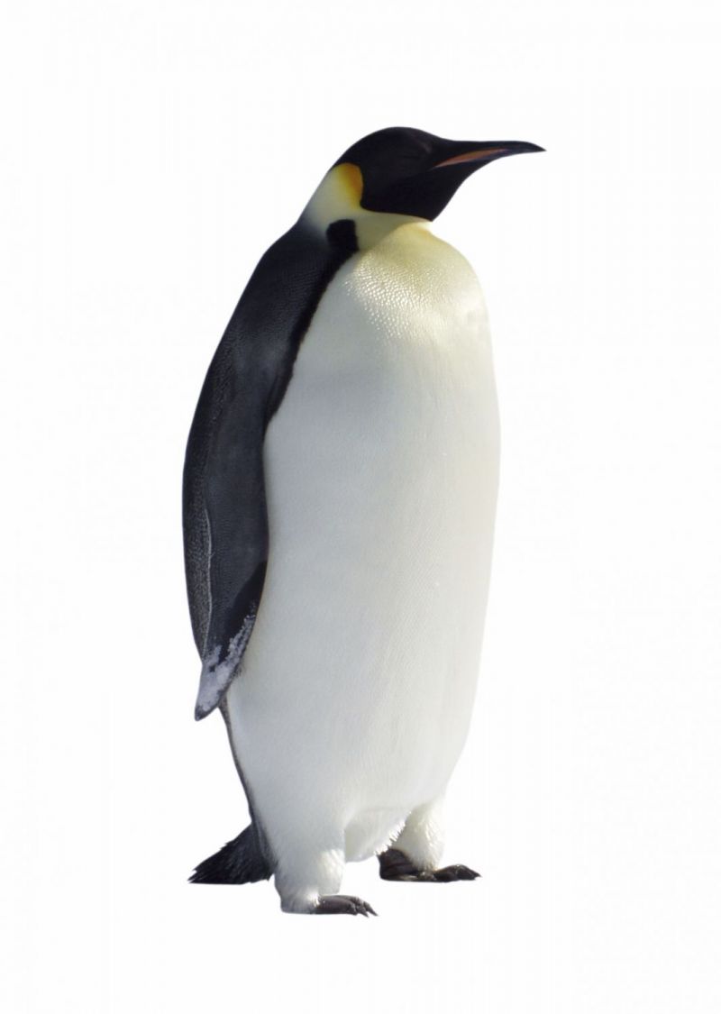 Zóveel soorten pinguïns!