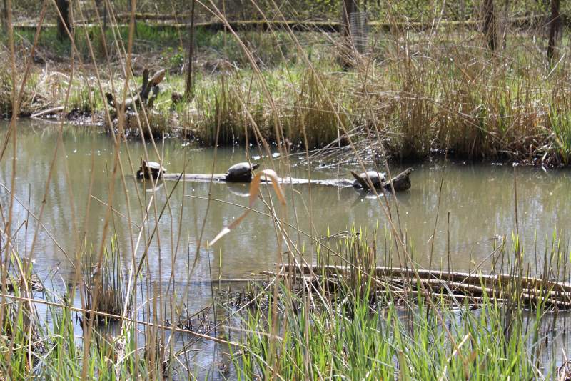 Serie natuur: In het spoor van de bever (fotoserie)
