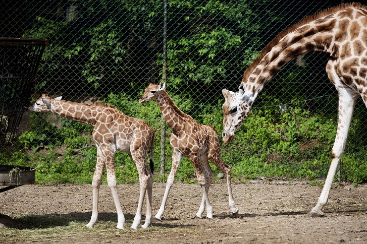 In één week drie giraffen geboren