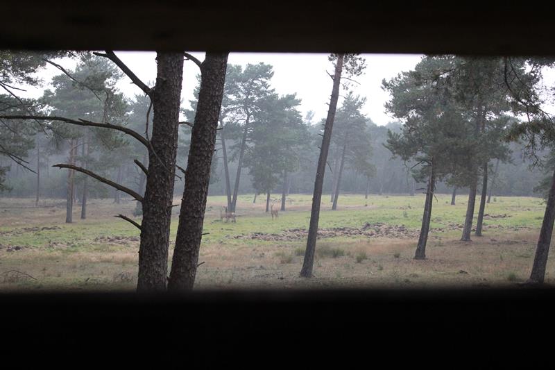 Turen naar edelherten op Hoge Veluwe (fotoserie)