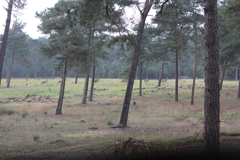 Turen naar edelherten op Hoge Veluwe (fotoserie)
