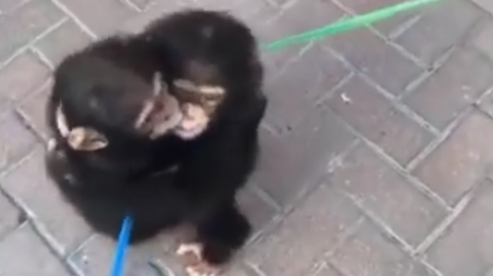 Deze aapjes vliegen elkaar in de armen (video)