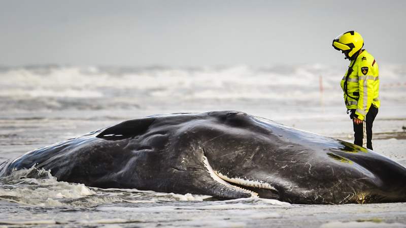 Vijf potvissen op Texel; ze zijn helaas dood (fotoserie)
