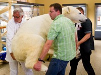 Knut.jpg