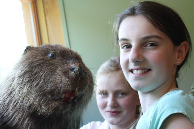 Serie natuur: In het spoor van de bever (fotoserie)