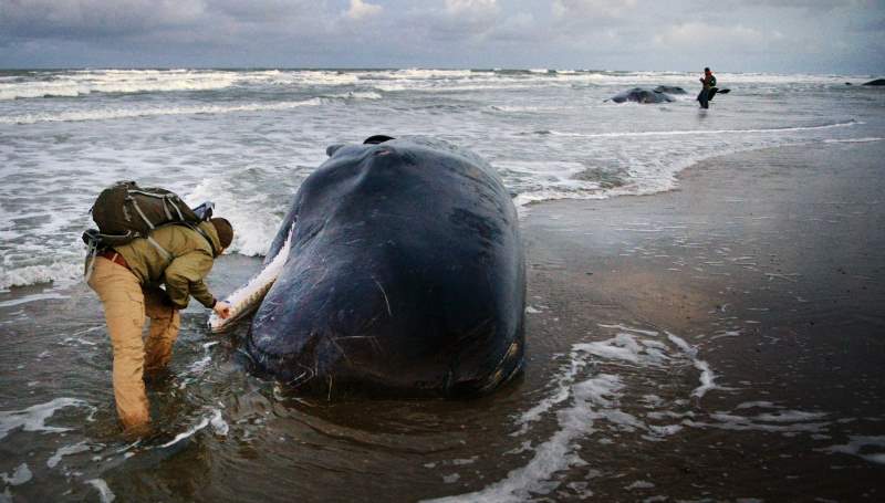 Vijf potvissen op Texel; ze zijn helaas dood (fotoserie)