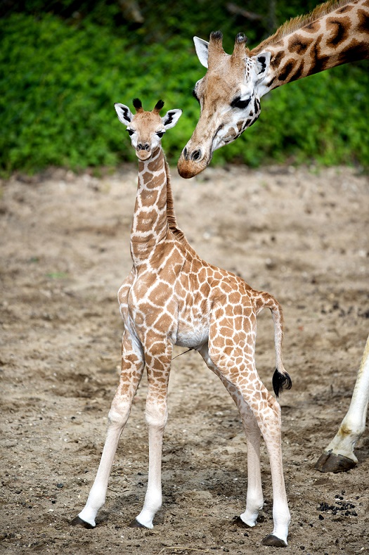 In één week drie giraffen geboren