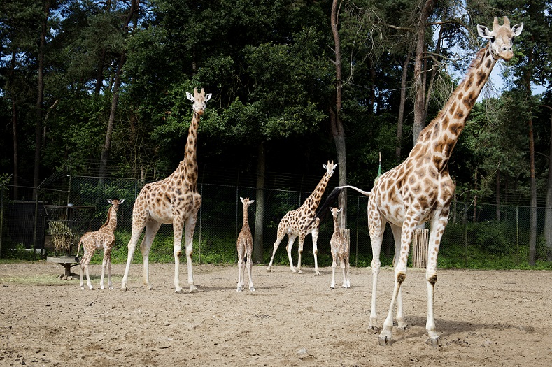 In één week drie giraffen geboren