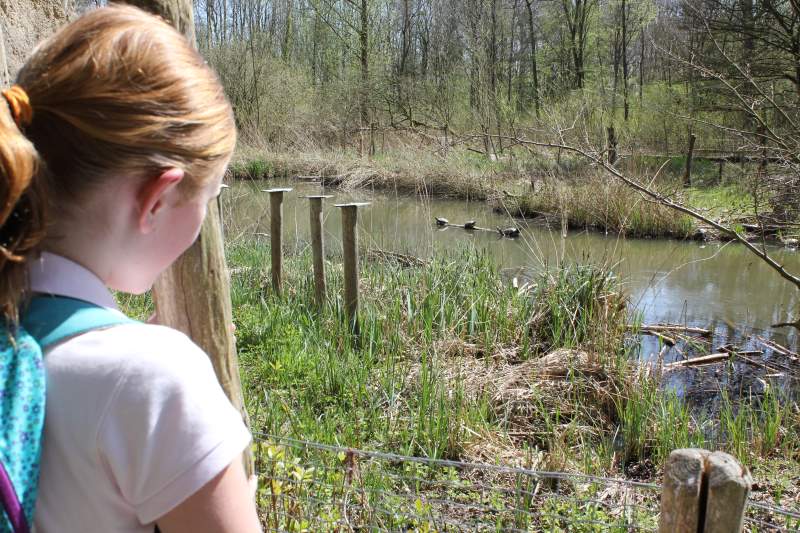 Serie natuur: In het spoor van de bever (fotoserie)