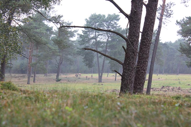 Turen naar edelherten op Hoge Veluwe (fotoserie)