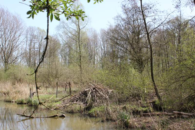 Serie natuur: In het spoor van de bever (fotoserie)