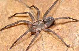 kamspin_Wikimedia.jpg