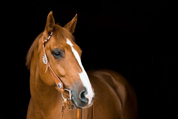 Politie vangt paard op de A28