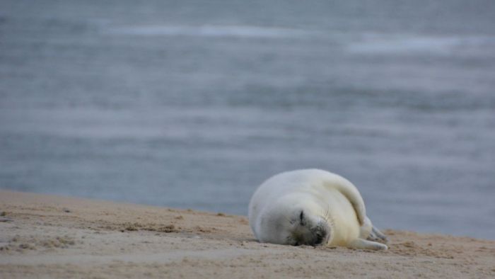 Kijk, een zeehond!