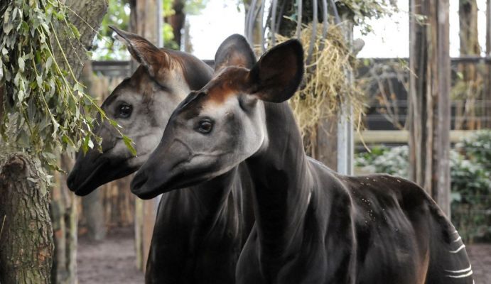 Blijdorp blij om geboorte bijzondere okapi