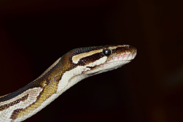 slangpython.jpg