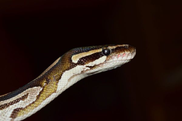 Stoere jongen (10) haalt python van de weg (video)