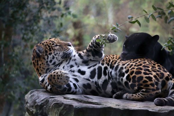 Gevlekte_en_zwarte_jaguar_in_jaguarverblijf._Foto_ARTIS_Ronald_van_Weeren.jpg