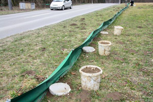 Natuurbeschermers helpen bij de paddentrek