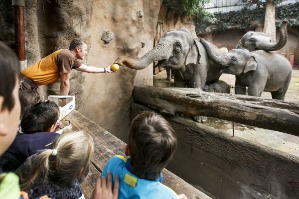 Olifant.jpg