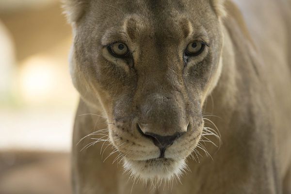 Leeuw ontsnapt uit huis in Dubai