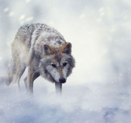 wolf.jpg
