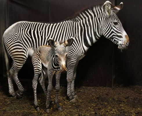 De_Grvy_zebra_heeft_al_de_eerste_slokjes_gedronken._Foto_Artis_Ronald_van_Weeren.jpg