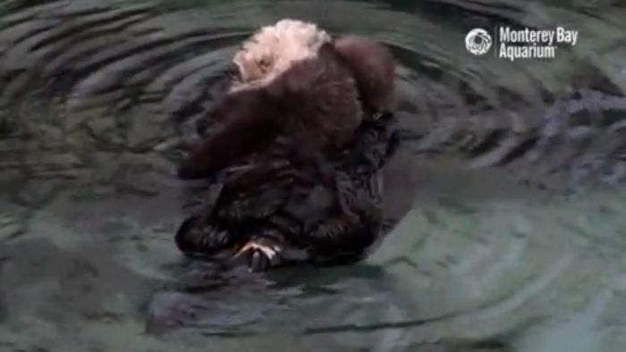ottertje_video.jpg