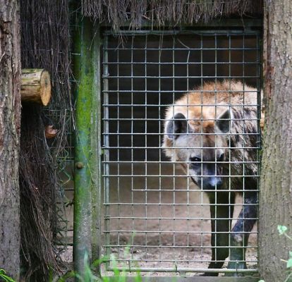 Hoop op een hele horde... hyena's!