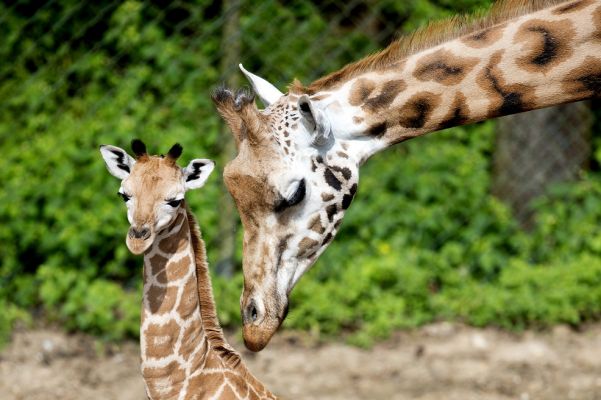 Giraffe02.jpg