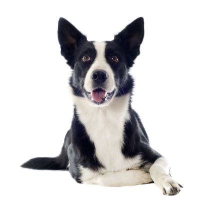 bordercollie.jpg