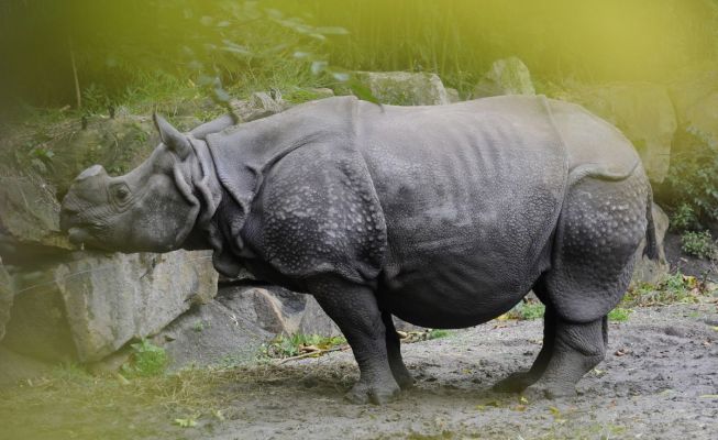namaste_groen_neushoorn.jpg