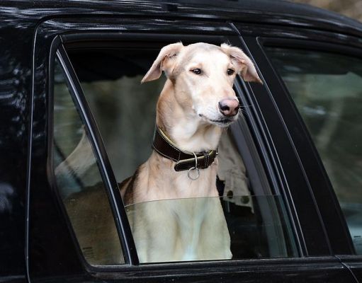 hondje.jpg