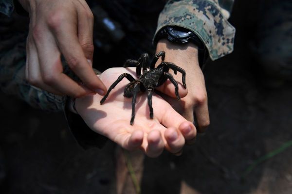 Tarantula uit Colombia reist mee naar Nederland