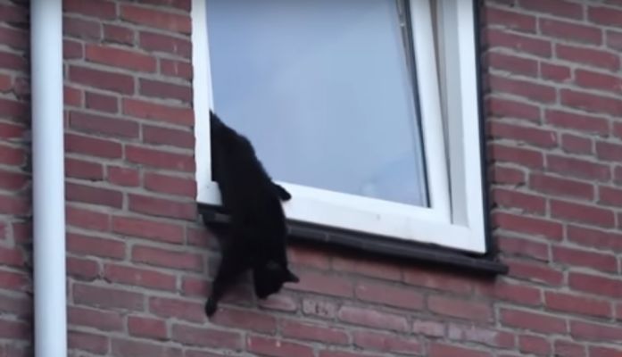 Kat hangt ondersteboven uit het raam (video)