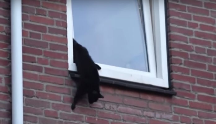 kat_uit_raam.jpg