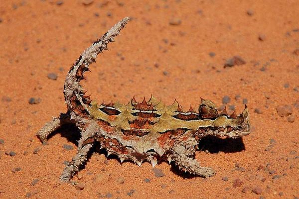 Australische hagedis drinkt water zonder bek open te doen