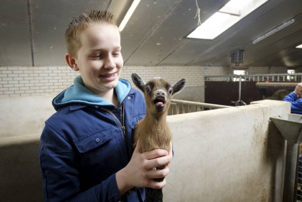 Geboortegolf in de stal