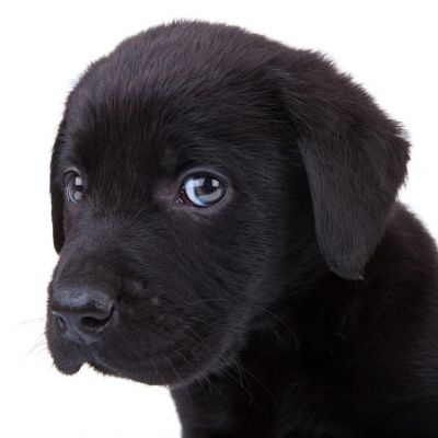 puppy_verkleind.jpg