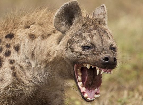 Hyena vermorzelt gezicht van jongen (14)