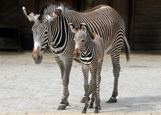 veulen_zebra_pb.jpg