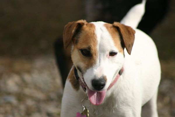 hond.jpg