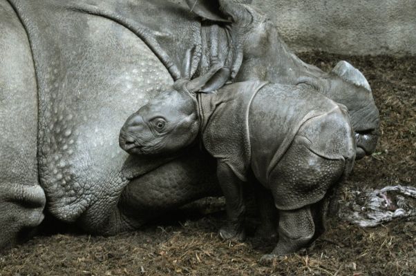 indische_neushoorn_2.jpg