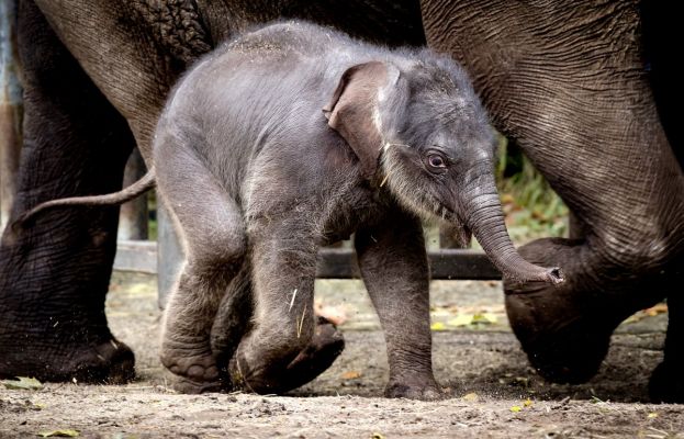 Hulp voor dieren