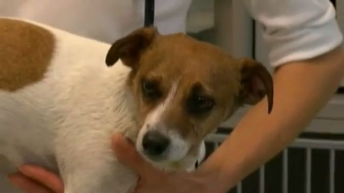 jackrussel.jpg